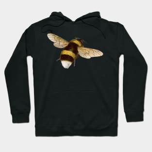 A Little Buzzy Bee Hoodie